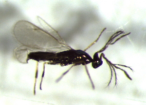  ( - 3.2-LM-34)  @11 [ ] CreativeCommons - Attribution Non-Commercial Share-Alike (2016) E. Villa-Galaviz University of Bristol