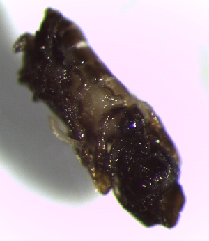  ( - 4.1-LM-44)  @11 [ ] CreativeCommons - Attribution Non-Commercial Share-Alike (2016) E. Villa-Galaviz University of Bristol