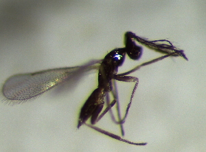  ( - 78.1-LM-38)  @13 [ ] CreativeCommons - Attribution Non-Commercial Share-Alike (2016) E. Villa-Galaviz University of Bristol
