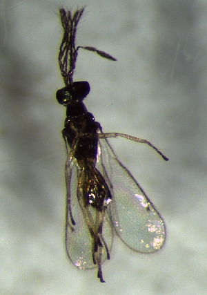  ( - 82.2-LM-36)  @11 [ ] CreativeCommons - Attribution Non-Commercial Share-Alike (2016) E. Villa-Galaviz University of Bristol