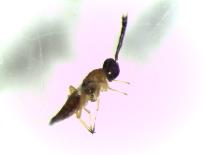  ( - Ash-L-141)  @13 [ ] CreativeCommons - Attribution Non-Commercial Share-Alike (2016) E. Villa-Galaviz University of Bristol