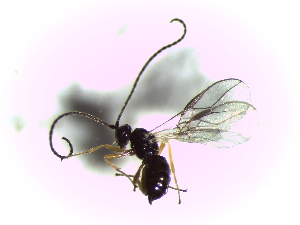  ( - Ash-L-22)  @11 [ ] CreativeCommons - Attribution Non-Commercial Share-Alike (2016) E. Villa-Galaviz University of Bristol