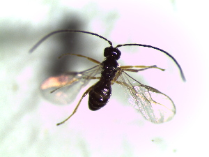  ( - Ash-L-24)  @11 [ ] CreativeCommons - Attribution Non-Commercial Share-Alike (2016) E. Villa-Galaviz University of Bristol