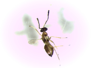  ( - Ash-L-68)  @13 [ ] CreativeCommons - Attribution Non-Commercial Share-Alike (2016) E. Villa-Galaviz University of Bristol
