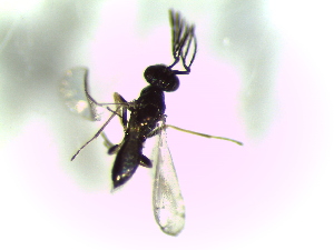  ( - Bran-L-136)  @13 [ ] CreativeCommons - Attribution Non-Commercial Share-Alike (2016) E. Villa-Galaviz University of Bristol