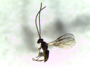  ( - Crab-L-57)  @11 [ ] CreativeCommons - Attribution Non-Commercial Share-Alike (2016) E. Villa-Galaviz University of Bristol