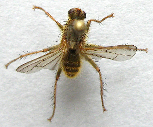  ( - BIOUG06723-F06)  @13 [ ] CreativeCommons - Attribution (2012) CBG Photography Group Centre for Biodiversity Genomics