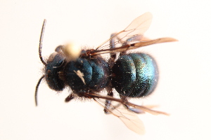  (Stelis aff. montanus - UCSD.KJH.12900)  @11 [ ] by-nc (2025) Jessica Mullins Unspecified