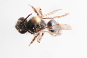  (Andrena nr. w-scripta - UCSD.KJH.51136)  @11 [ ] by-nc (2025) Jessica Mullins Unspecified