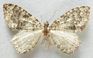  ( - BIOUG06722-E12)  @13 [ ] CreativeCommons - Attribution (2012) CBG Photography Group Centre for Biodiversity Genomics