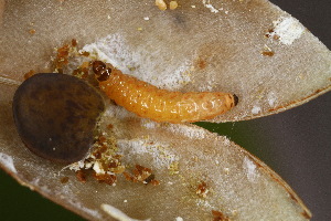  ( - CJSI2514)  @11 [ ] by-nc-sa (2021) J&uuml;rg Schmid Unspecified