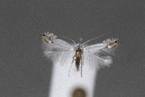  ( - CJSI2520)  @11 [ ] by-nc-sa (2021) J&uuml;rg Schmid Unspecified