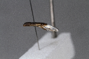  ( - CJSI2521)  @11 [ ] by-nc-sa (2021) J&uuml;rg Schmid Unspecified