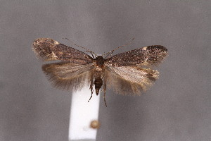  ( - CJSI2533)  @11 [ ] by-nc-sa (2021) Jürg Schmid Unspecified