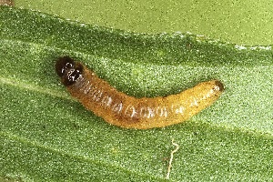  ( - CJSI2543)  @11 [ ] by-nc-sa (2021) J&uuml;rg Schmid Unspecified