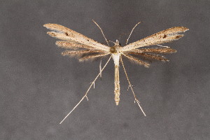  (Stenoptilia sp - CJSI2552)  @11 [ ] by-nc-sa (2021) J&uuml;rg Schmid Unspecified