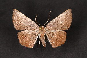  (Plesiomorpha punctilinearia - CJSI2568)  @11 [ ] by-nc-sa (2021) J&uuml;rg Schmid Unspecified