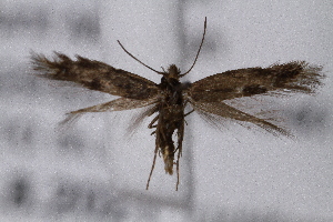  ( - CJSI2573)  @11 [ ] by-nc-sa (2021) J&uuml;rg Schmid Unspecified