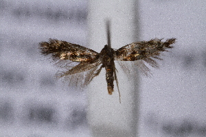  ( - CJSI2574)  @11 [ ] by-nc-sa (2021) J&uuml;rg Schmid Unspecified