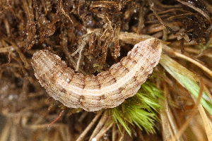  (Sciadia andereggaria - CJSI2580)  @11 [ ] by-nc-sa (2021) Jürg Schmid Unspecified