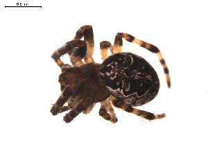  ( - BIOUG00635-D06)  @13 [ ] CC-0  G. Blagoev 2011 Unspecified