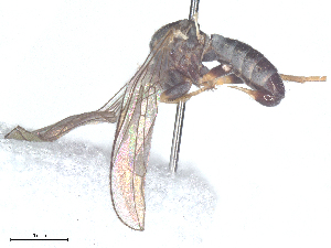  ( - BIOUG01604-G06)  @11 [ ] CreativeCommons - Attribution Share - Alike (2025) CBG Photography Group Centre for Biodiversity Genomics