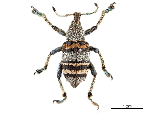  ( - BIOUG44550-A07)  @11 [ ] CreativeCommons - Attribution (2018) CBG Photography Group Centre for Biodiversity Genomics