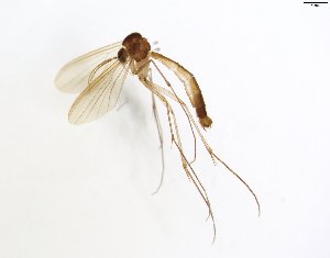  (Exechiopsis JKJ-JspA - TSZD-JKJ-101886)  @12 [ ] CreativeCommons - Attribution Non-Commercial Share-Alike (2016) Unspecified Tromsø University Museum