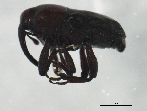  ( - BIOUG00972-B06)  @12 [ ] CreativeCommons - Attribution (2011) CBG Photography Group Centre for Biodiversity Genomics