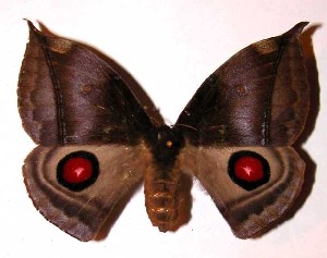  ( - 01-SRNP-7342)  @14 [ ] CreativeCommons - Attribution Non-Commercial Share-Alike (2003) Daniel H. Janzen Guanacaste Dry Forest Conservation Fund