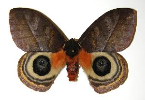  ( - 03-SRNP-22605)  @14 [ ] CreativeCommons - Attribution Non-Commercial Share-Alike (2005) Daniel H. Janzen Guanacaste Dry Forest Conservation Fund