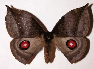  ( - 03-SRNP-23371)  @14 [ ] CreativeCommons - Attribution Non-Commercial Share-Alike (2004) Daniel H. Janzen Guanacaste Dry Forest Conservation Fund