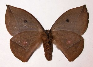  ( - 03-SRNP-23371)  @14 [ ] CreativeCommons - Attribution Non-Commercial Share-Alike (2004) Daniel H. Janzen Guanacaste Dry Forest Conservation Fund