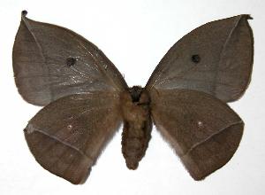  ( - 03-SRNP-8750)  @14 [ ] CreativeCommons - Attribution Non-Commercial Share-Alike (2004) Daniel H. Janzen Guanacaste Dry Forest Conservation Fund