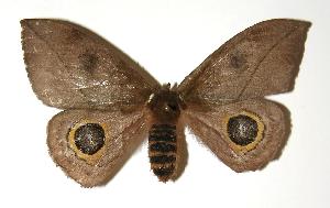  ( - 04-SRNP-13692)  @14 [ ] CreativeCommons - Attribution Non-Commercial Share-Alike (2005) Daniel H. Janzen Guanacaste Dry Forest Conservation Fund