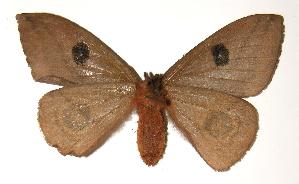  ( - 04-SRNP-13692)  @14 [ ] CreativeCommons - Attribution Non-Commercial Share-Alike (2005) Daniel H. Janzen Guanacaste Dry Forest Conservation Fund