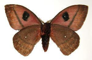  ( - 04-SRNP-60370)  @14 [ ] CreativeCommons - Attribution Non-Commercial Share-Alike (2005) Daniel H. Janzen Guanacaste Dry Forest Conservation Fund