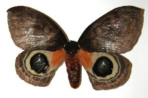  ( - 04-SRNP-60378)  @14 [ ] CreativeCommons - Attribution Non-Commercial Share-Alike (2005) Daniel H. Janzen Guanacaste Dry Forest Conservation Fund