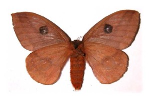  ( - 93-SRNP-4406)  @14 [ ] CreativeCommons - Attribution Non-Commercial Share-Alike (2003) Daniel H. Janzen Guanacaste Dry Forest Conservation Fund