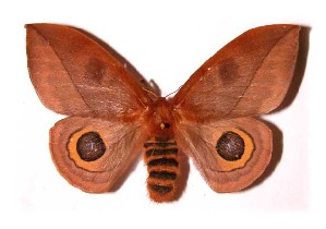  ( - 98-SRNP-5724)  @14 [ ] CreativeCommons - Attribution Non-Commercial Share-Alike (2003) Daniel H. Janzen Guanacaste Dry Forest Conservation Fund