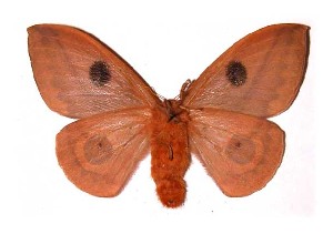  ( - 98-SRNP-5724)  @14 [ ] CreativeCommons - Attribution Non-Commercial Share-Alike (2003) Daniel H. Janzen Guanacaste Dry Forest Conservation Fund