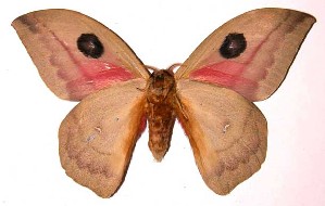  ( - 99-SRNP-10818)  @14 [ ] CreativeCommons - Attribution Non-Commercial Share-Alike (2003) Daniel H. Janzen Guanacaste Dry Forest Conservation Fund