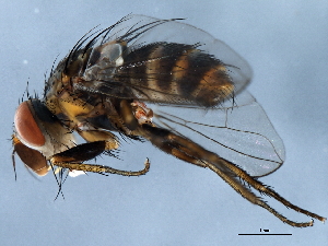 ( - 10JSROW-0315)  @13 [ ] CreativeCommons - Attribution (2010) CBG Photography Group Centre for Biodiversity Genomics