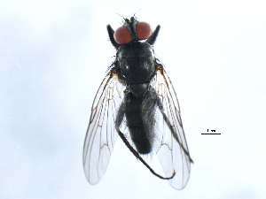  ( - 10JSROW-0487)  @12 [ ] CreativeCommons - Attribution (2010) CBG Photography Group Centre for Biodiversity Genomics