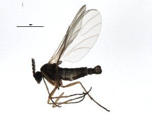  ( - 10JSROW-0596)  @12 [ ] CreativeCommons - Attribution (2010) CBG Photography Group Centre for Biodiversity Genomics