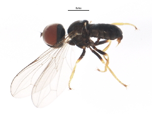  ( - 10JSROW-1440)  @13 [ ] CreativeCommons - Attribution (2011) CBG Photography Group Centre for Biodiversity Genomics