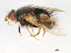  ( - 10JSROW-1286)  @13 [ ] CreativeCommons - Attribution (2010) CBG Photography Group Centre for Biodiversity Genomics