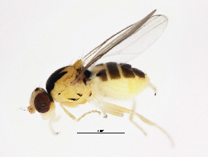  ( - 10JSROW-1531)  @13 [ ] CreativeCommons - Attribution (2011) CBG Photography Group Centre for Biodiversity Genomics