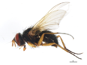  (Cryptomeigenia CR 82 - 10JSROW-1719)  @13 [ ] CreativeCommons - Attribution (2011) CBG Photography Group Centre for Biodiversity Genomics