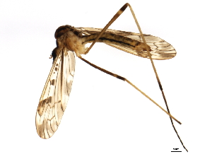  (Metalimnobia solitaria - 10JSROW-1791)  @16 [ ] CreativeCommons - Attribution (2011) CBG Photography Group Centre for Biodiversity Genomics